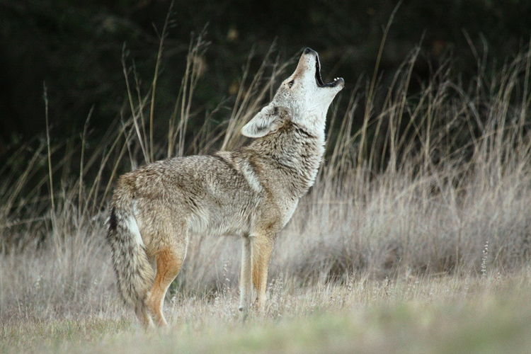 An adult coyote stands howling in tall grasses during the fall. The brown, gray and rust color of the coyote's fur helps it blend into its surroundings.