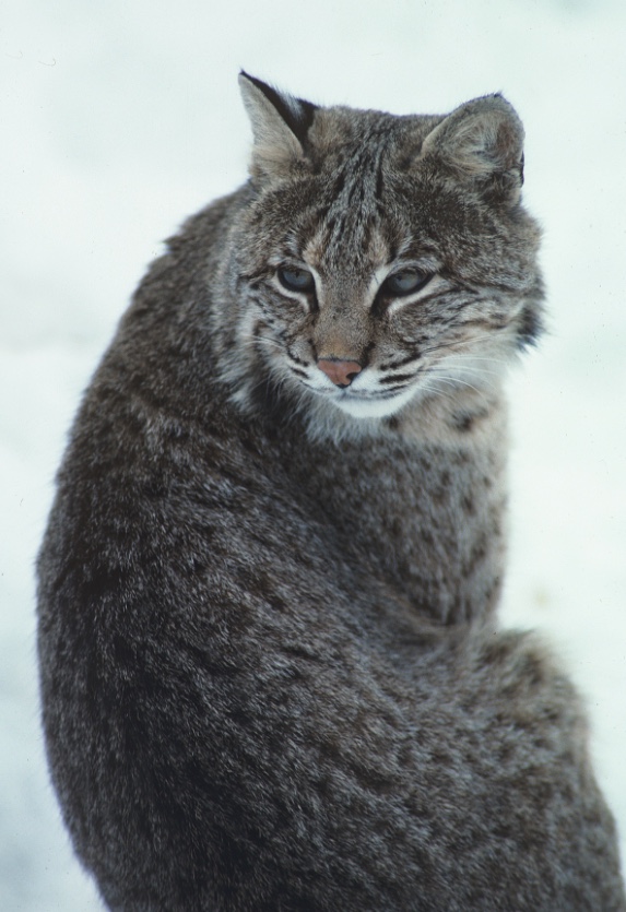 Bobcat sitting in the snow.