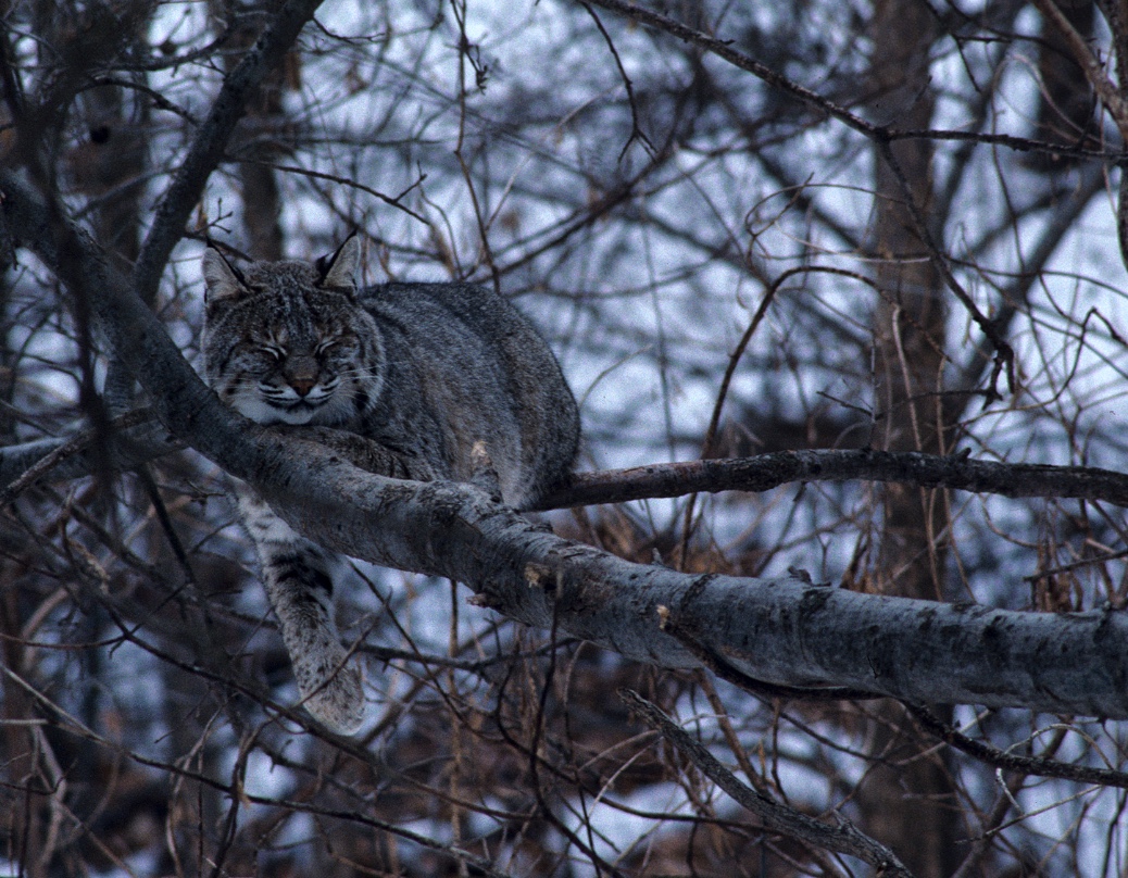 Bobcat in a tree.