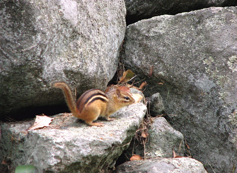 Chipmunk sitting on a pile of gray rocks.