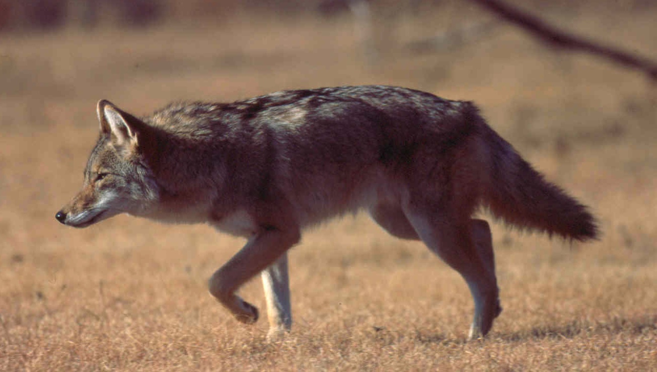 Coyote stalking prey in the fall grass.