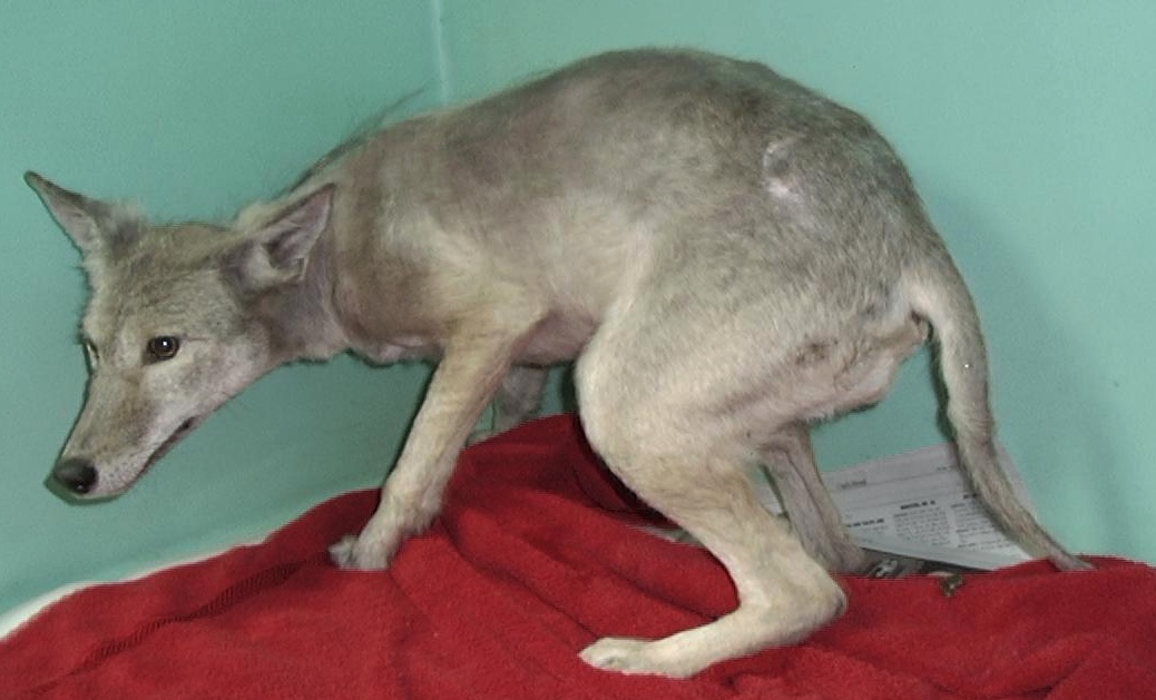 Coyote with mange being treated at a wildlife rehabilitation center.