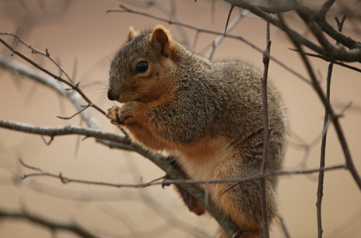 serious squirrel