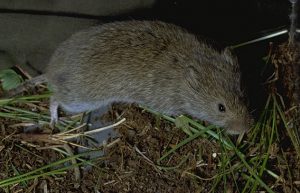 A meadow vole.