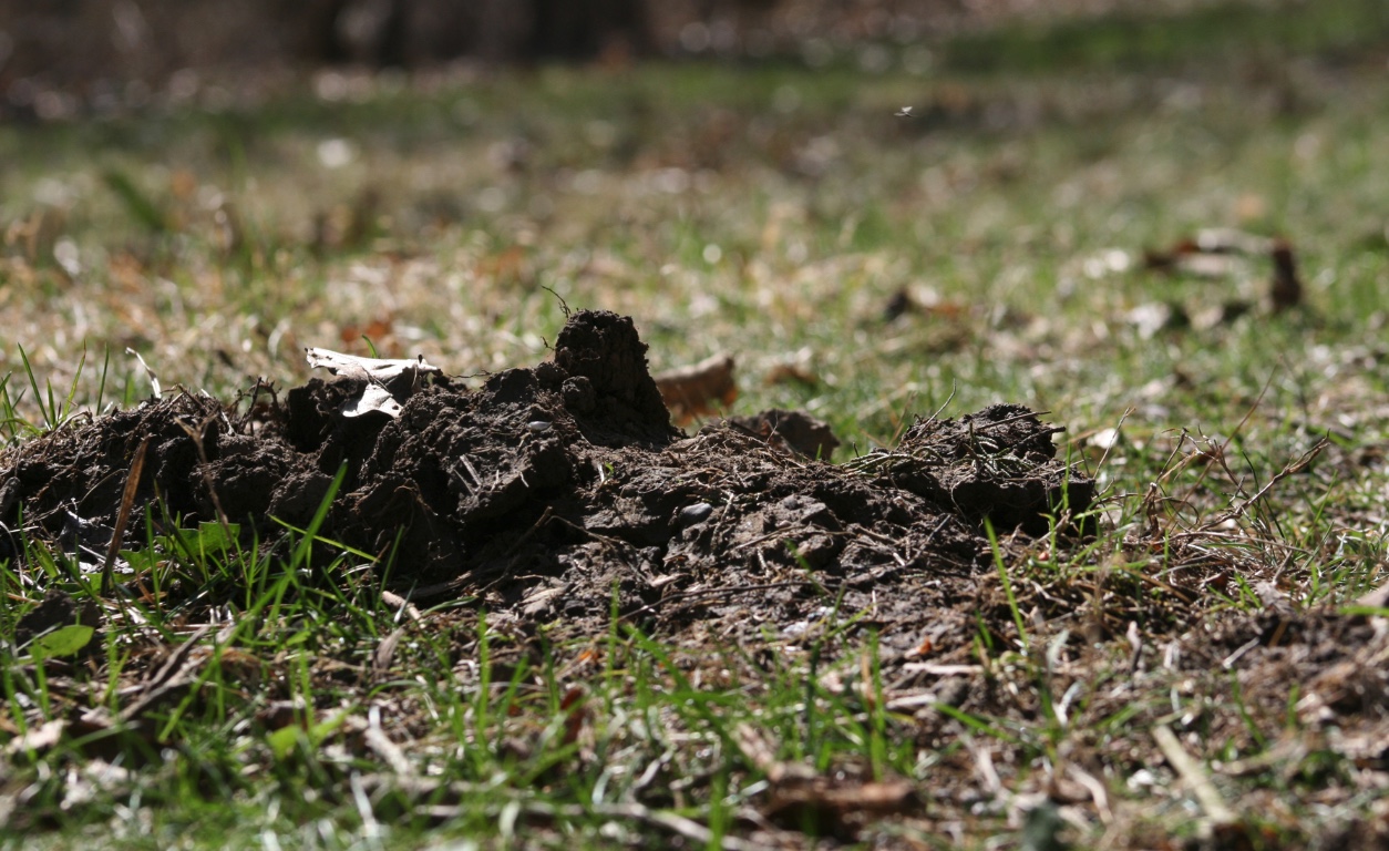 Close-up of a tunnel made by an eastern mole.