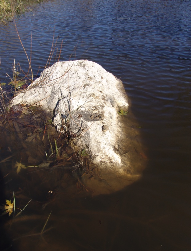 Muskrats often use the same latrine. This one is on rock in the water.