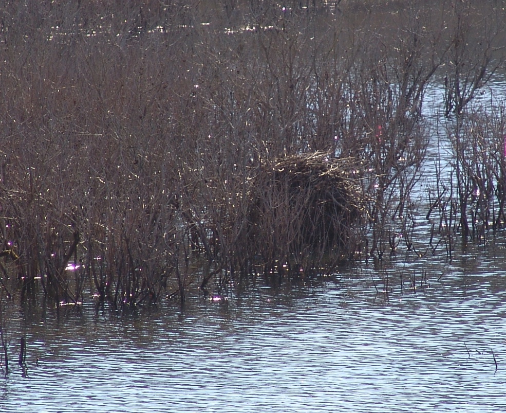 A muskrat lodge in the water.