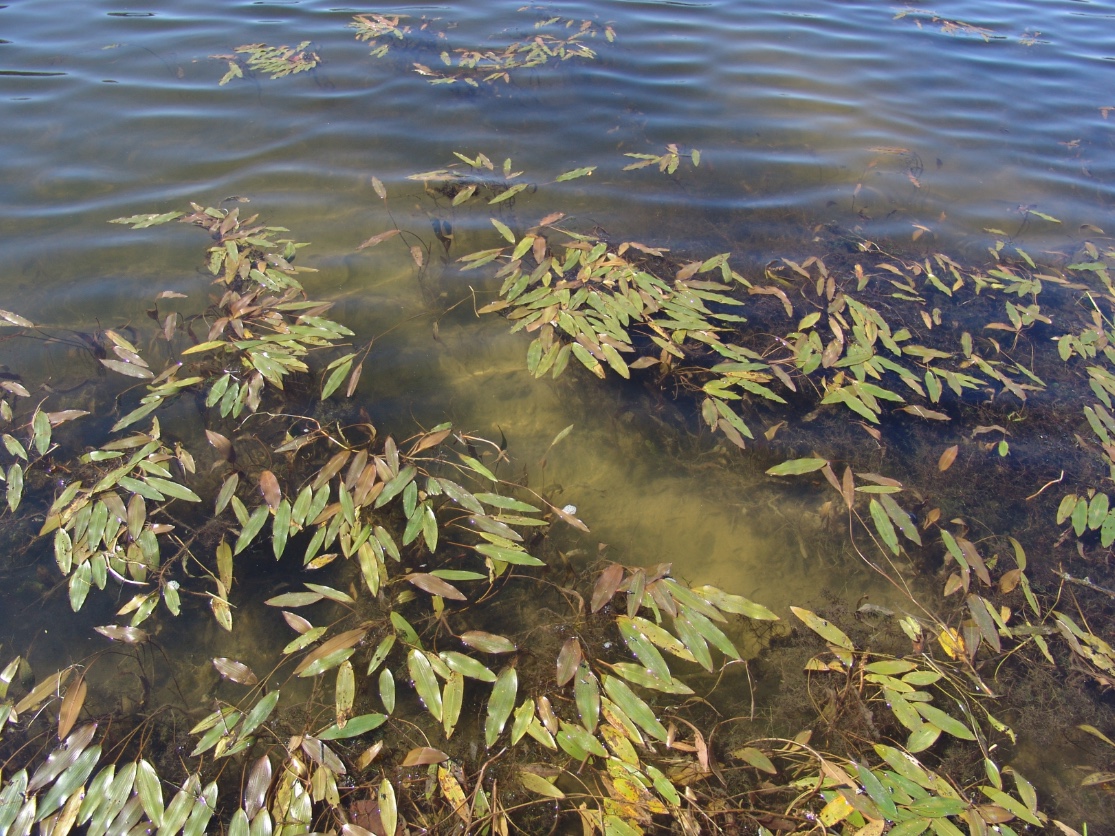 A muskrat run in shallow water.