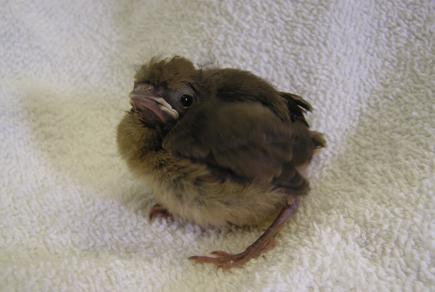 This nestling is just a few days away from being ready to leave the nest. Adult birds will often care for chicks this size that have fallen out of the nest. If you find a chick this size, leave it where you found it and keep cats and dogs out of the area.