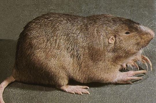 Close up of a plains pocket gopher.