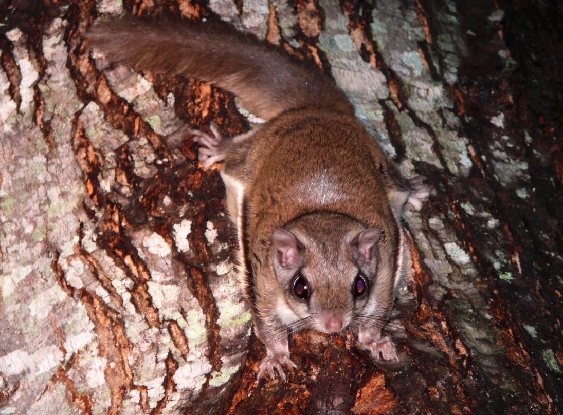 https://www.wildlifeillinois.org/wp-content/uploads/2018/08/Southern-flying-squirrel.jpeg