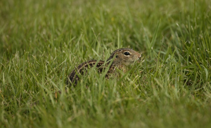 Thirteen-lined ground squirrel