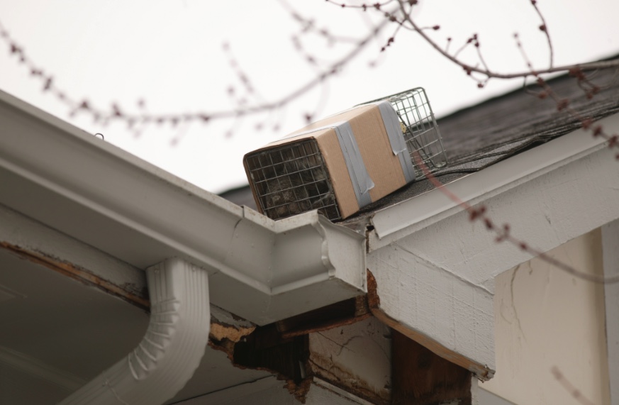 Gray squirrel caught in a live trap so the damaged house could be repaired.