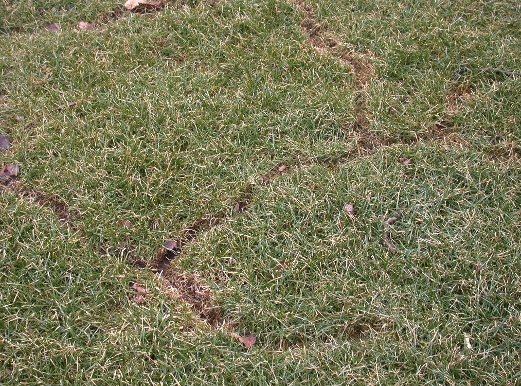 Voles clip grass very short to make paths or runways so they can move quickly over the ground.