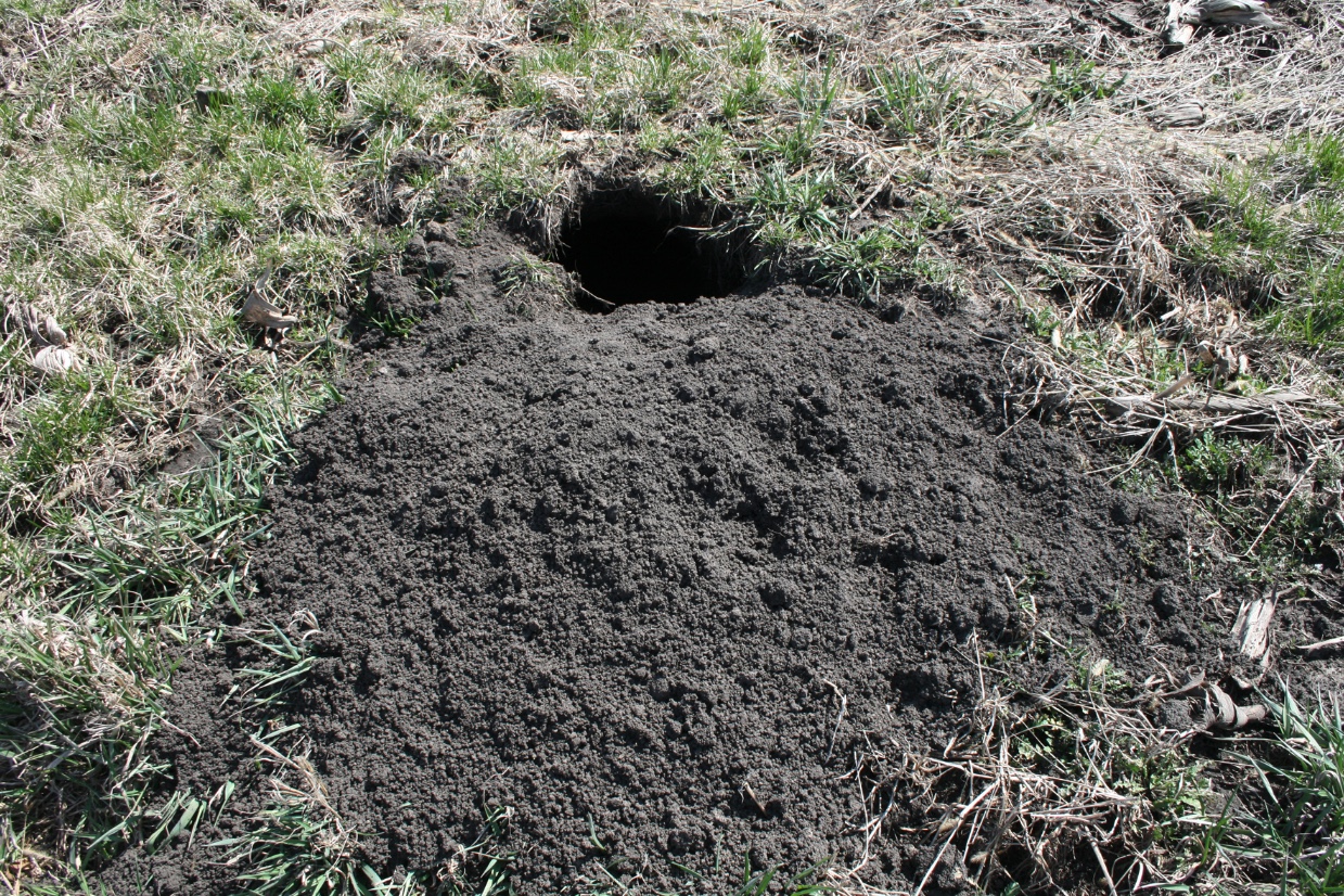 Large amount of soil excavated at the woodchuck or "groundhog" burrow entrance.