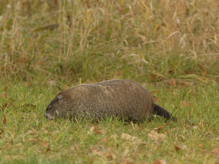 Woodchuck foraging in the grass for food.