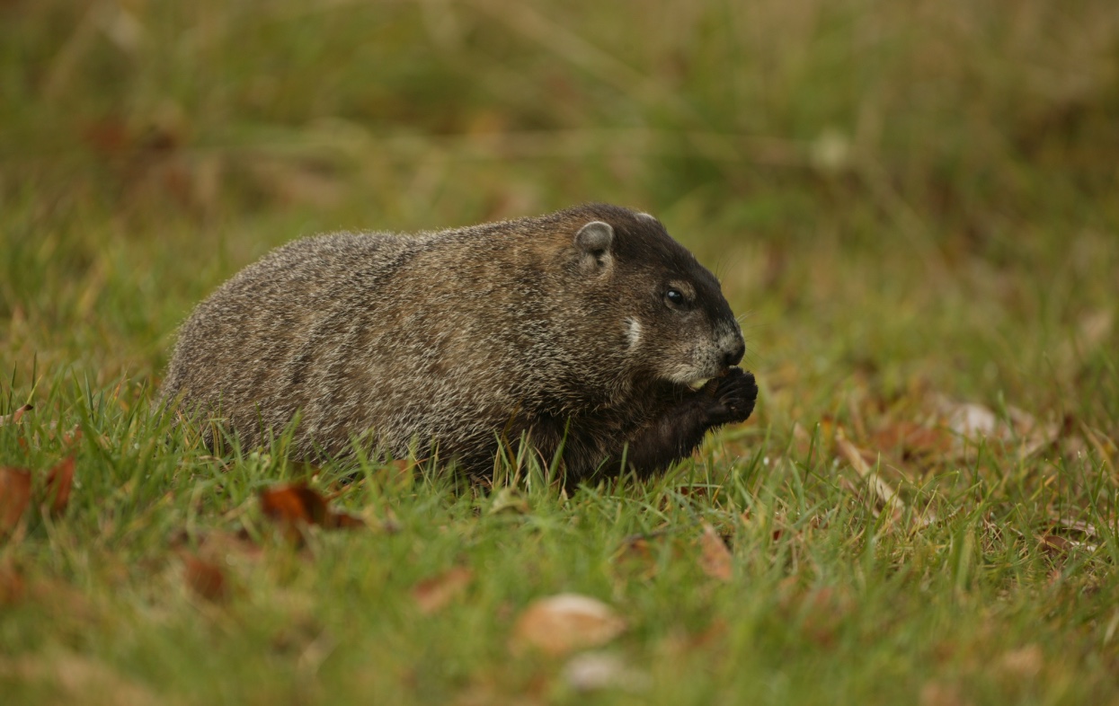Woodchuck feeding on a lawn. Woodchucks prefer open spaces so they can watch for predators while they graze.