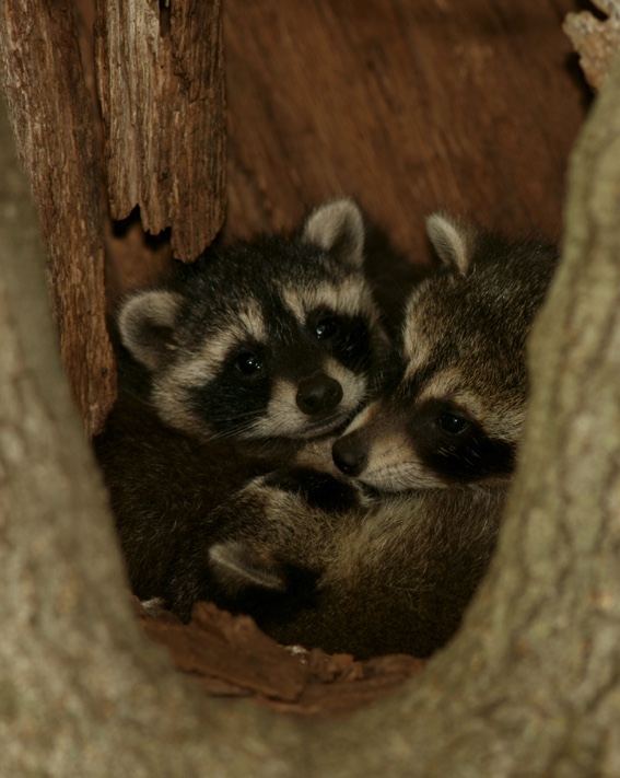 Raccoon – Wildlife Illinois