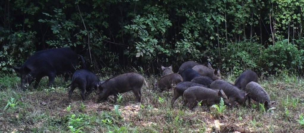 Feral swine with her young at a wooded edge.