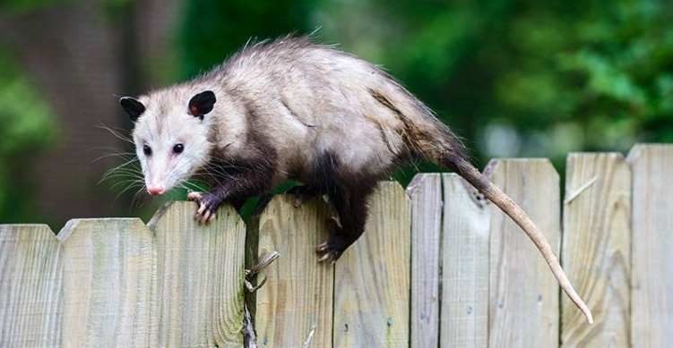 An opossum on a fence.
