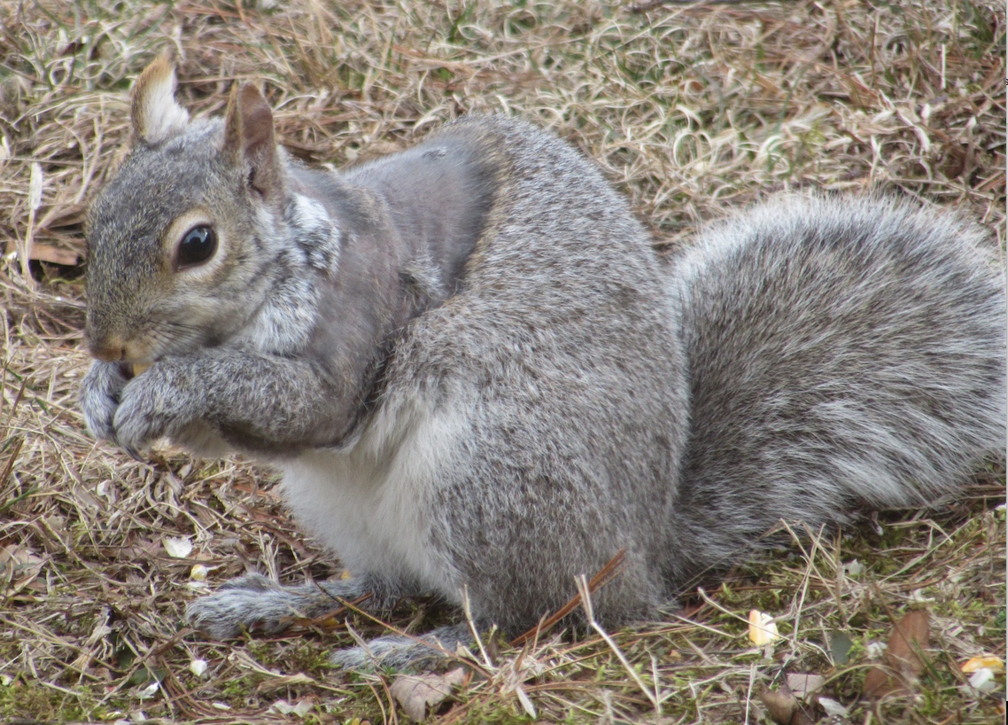 gray squirrel breeding