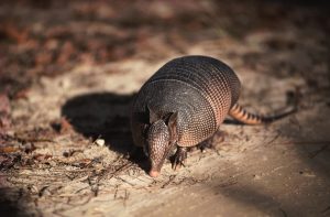 Armadillo