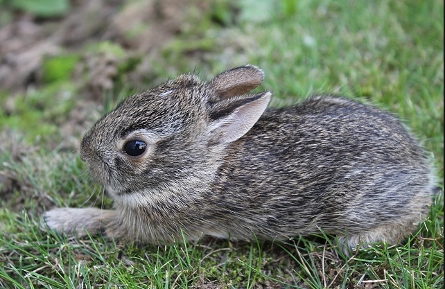 20 Best Images Do Cats Eat Baby Rabbits - Eastern Cottontail Rabbit
