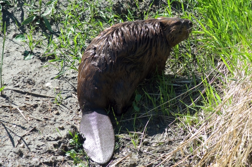 Beaver sitting on a riverbank.