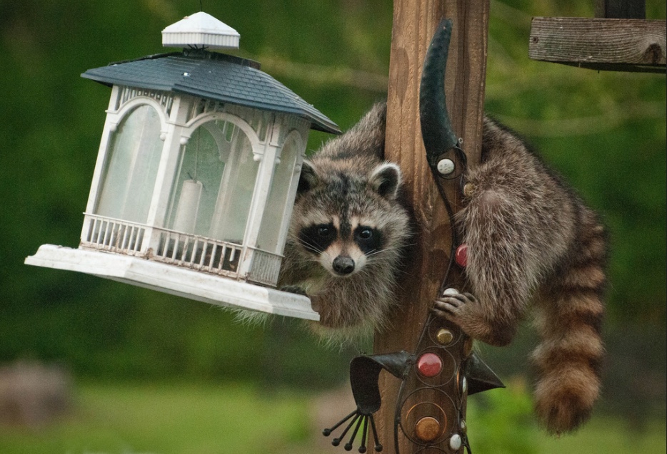 Racoon on a pole grabbing onto a bird feeder.