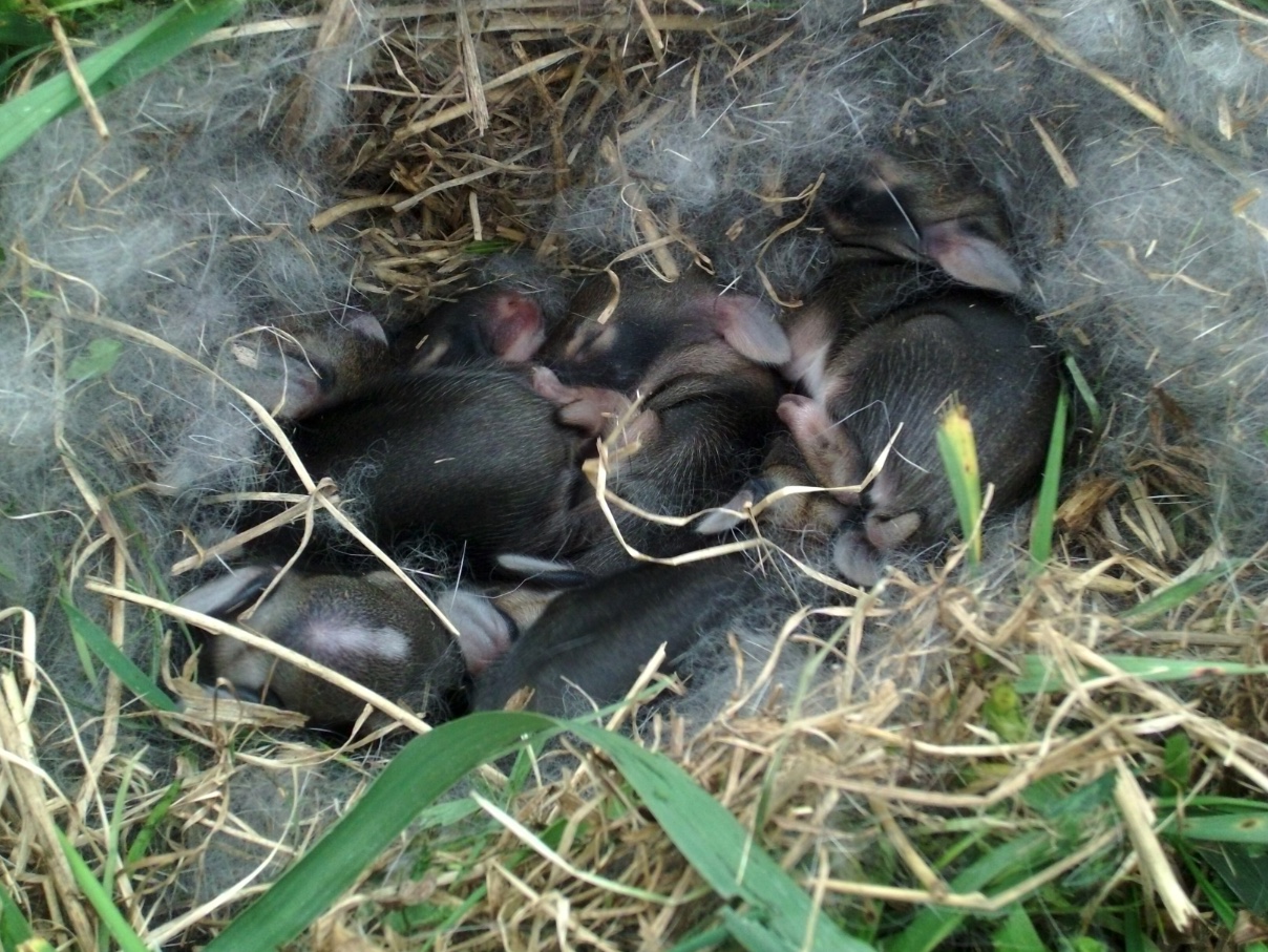 Baby rabbits in their nest.