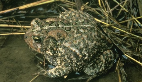American toad