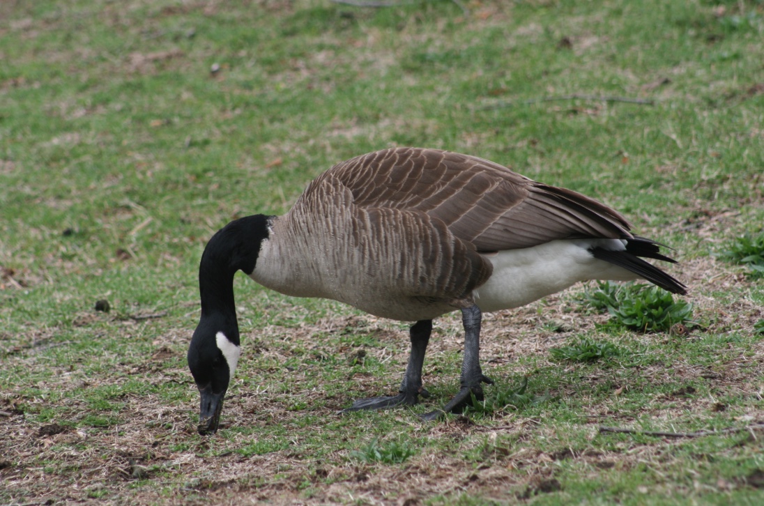 Canada Goose Identification, Life History, Habitat, and More