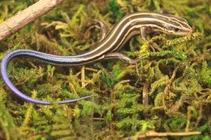 Common five-lined skink