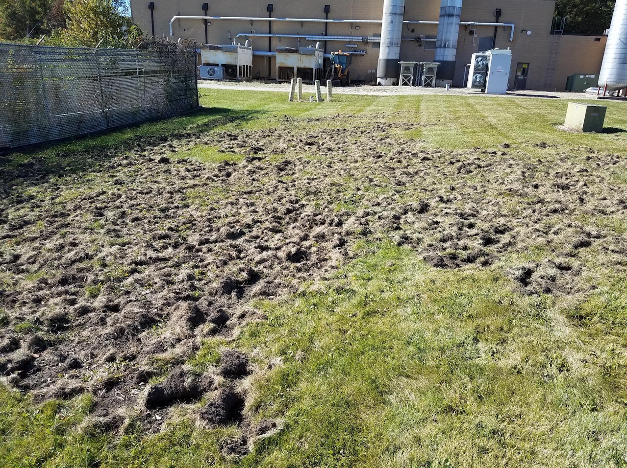 Raccoon damage to lawn.