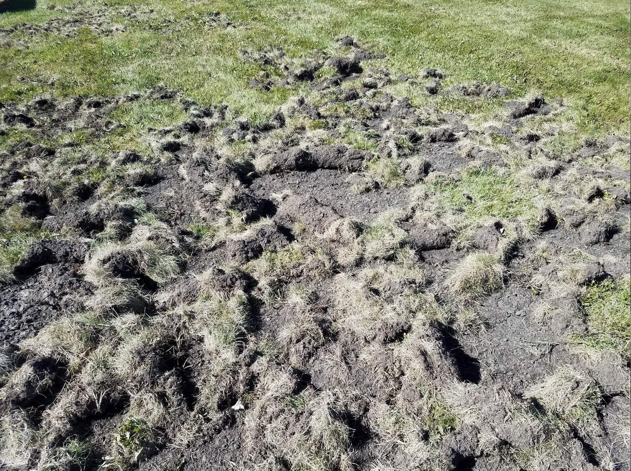 This lawn was destroyed by raccoons foraging in the yard.