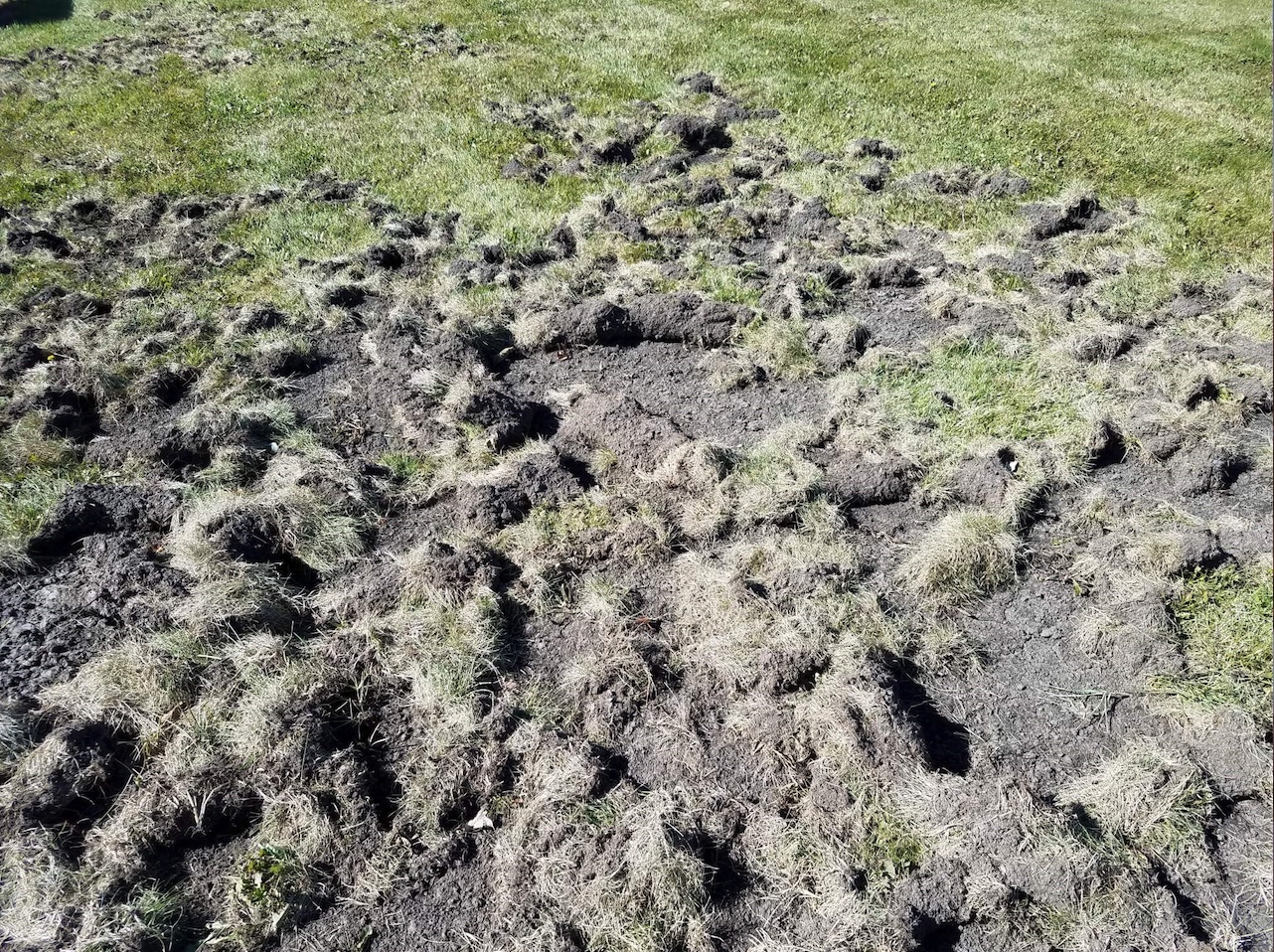 This lawn was destroyed by raccoons foraging in the yard.