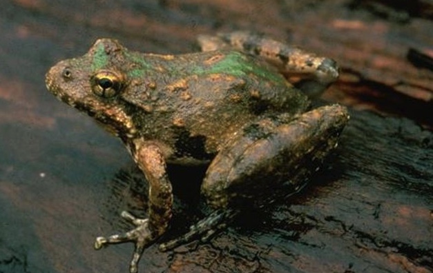 Eastern Cricket Frog