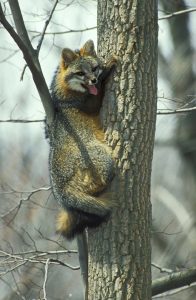 Gray foxes often climb trees to hunt or when they feel threatened.