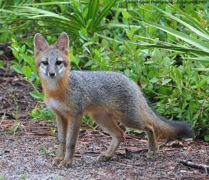 Domesticated Grey Fox