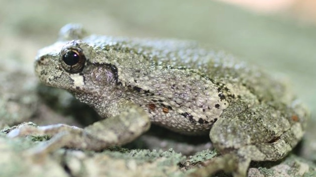 Gray tree frog