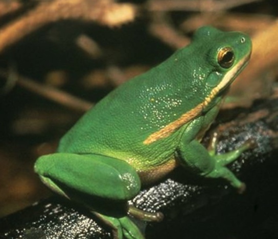 Green treefrog