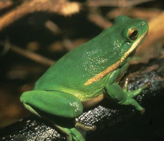 Green Treefrog Wildlife Illinois