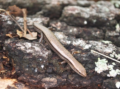 Ground skink