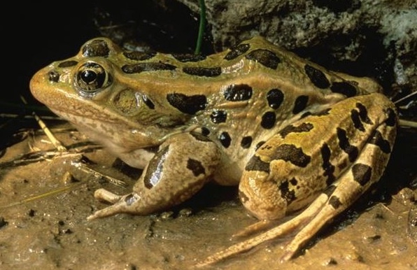 Northern leopard frog