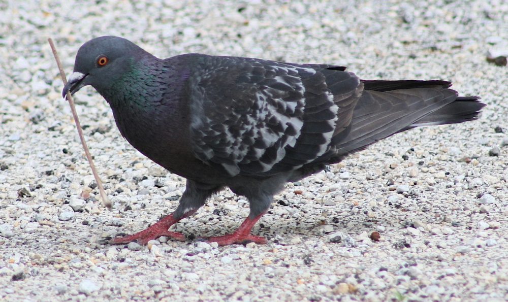 A gray pigeon standing on crushed rock.