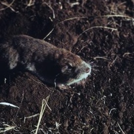 Pocket gopher