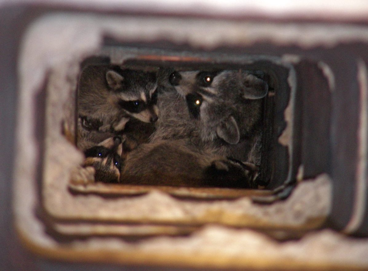 Female raccoon and young inside a brick chimney.