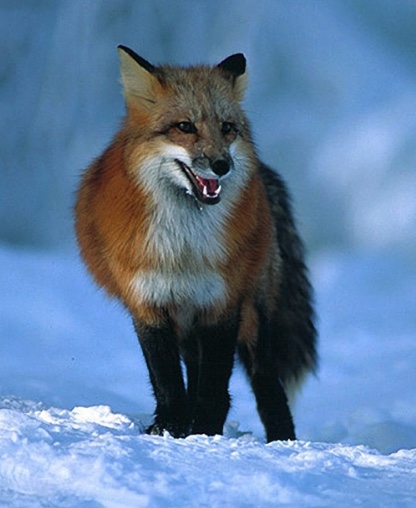 Red Fox – Wildlife Illinois