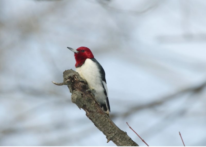 Woodpeckers Wildlife Illinois,How Much Do You Tip Movers For A Local Move