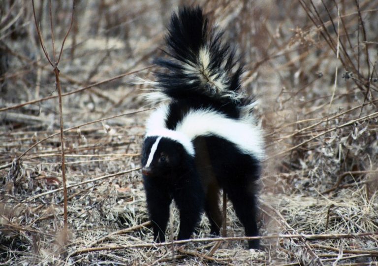 am1 skunk